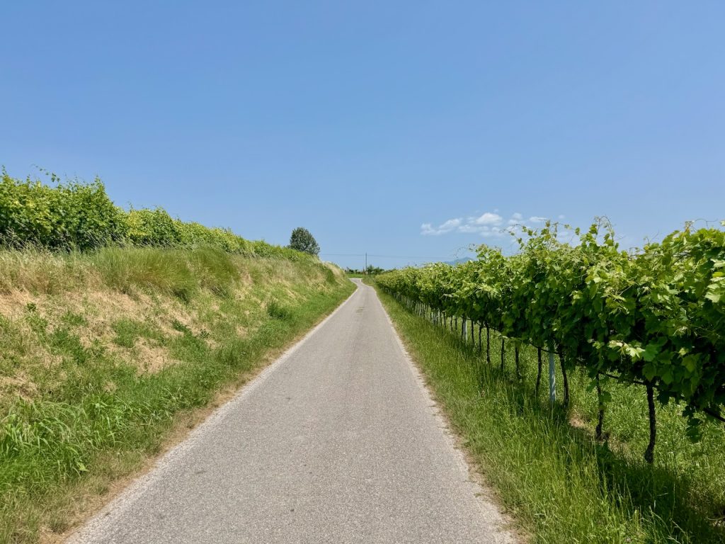 Weinberge Radweg Verona