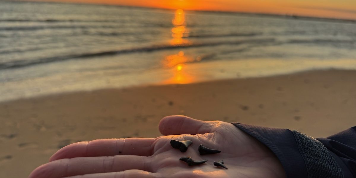 Haifischzähne suchen und danach mit der Massage-Gun massieren