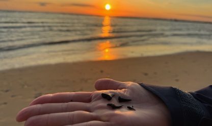 Haifischzähne suchen und danach mit der Massage-Gun massieren